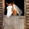 Türdämpfer glänzend an Pferdestalltür angebracht und Pferd schaut raus